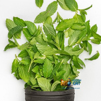 Табак для кальяна Jibiar Mint (Джибиар Мята) Акцизный 50г - фото 1 Табак для кальяна Jibiar Mint (Джибиар Мята) Акцизный 50г - фото 1