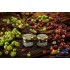 Заказать кальянный табак WTO Caribbean Blend Gooseberry (ВТО Карибиан Крыжовник) 20г онлайн с доставкой всей России фото - 2