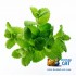 Табак для кальяна Adalya Ice Bonbon (Адалия Айс Бонбон) 50г Акцизный фото - 4 Табак для кальяна Adalya Ice Bonbon (Адалия Айс Бонбон) 50г Акцизный фото - 4