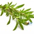Табак для кальяна Sebero Thyme (Себеро Чабрец) 100г Акцизный фото - 2 Табак для кальяна Sebero Thyme (Себеро Чабрец) 100г Акцизный фото - 2