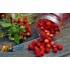 Бестабачная смесь для кальяна Chabacco Melissa and Berries (Чабако Мелисса с Ягодами) Medium 50г фото - 3 Бестабачная смесь для кальяна Chabacco Melissa and Berries (Чабако Мелисса с Ягодами) Medium 50г фото - 3